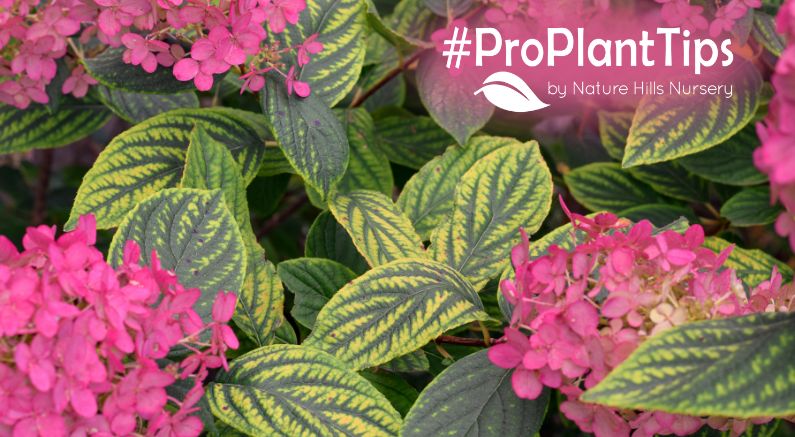 ID treat and fix chlorosis in your landscape