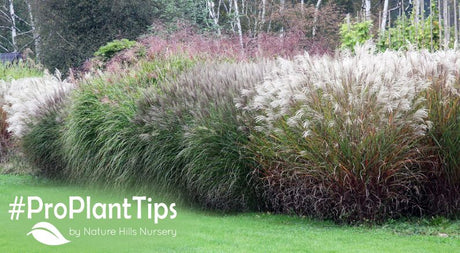 how and when to divide ornamental grass