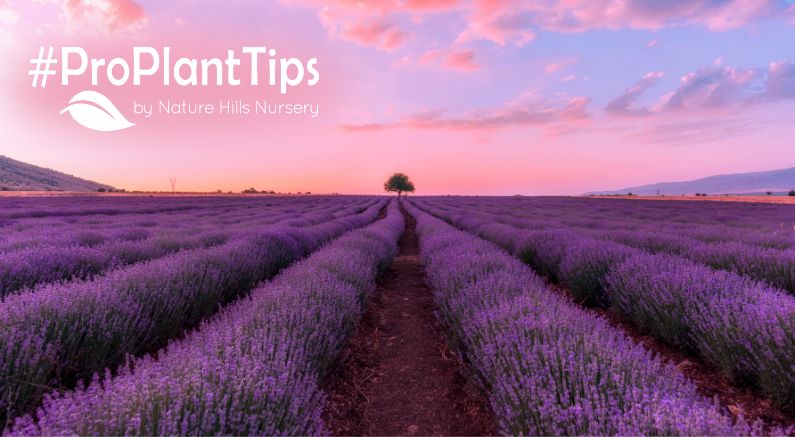 how to landscape with lavender