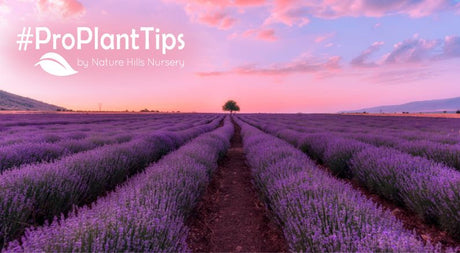 how to landscape with lavender