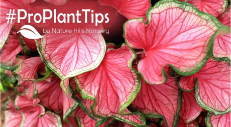 Caladium Planting & Care Guide: Bold Color for Shade Gardens - Nature Hills Nursery