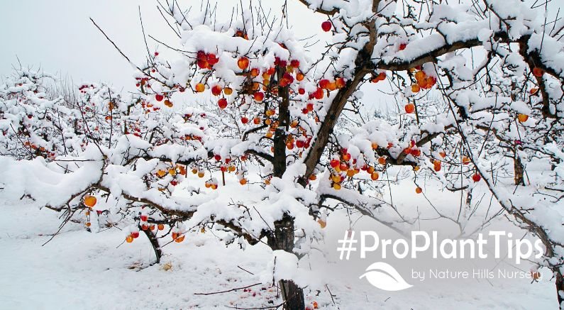 winterizing your fruit trees this fall