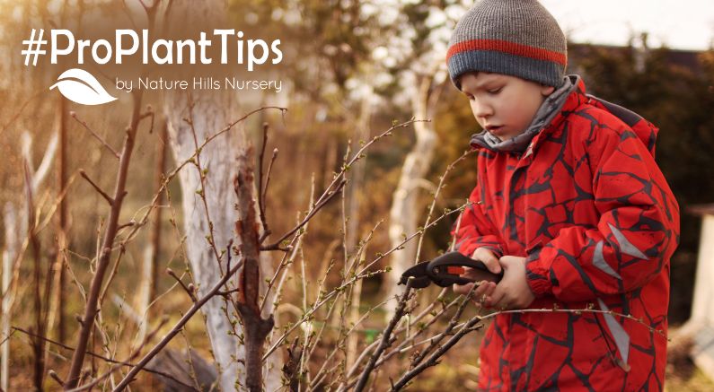 what shrubs you can prune in fall