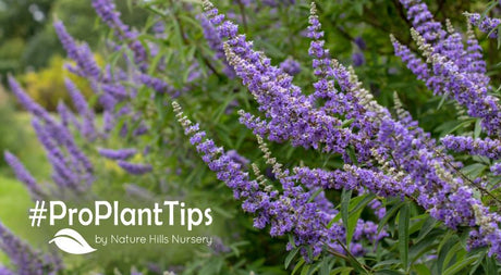 proper chaste tree and shrub pruning