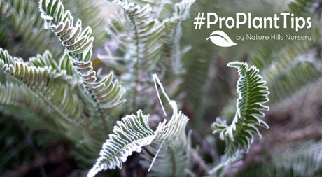 getting the garden ready for winter