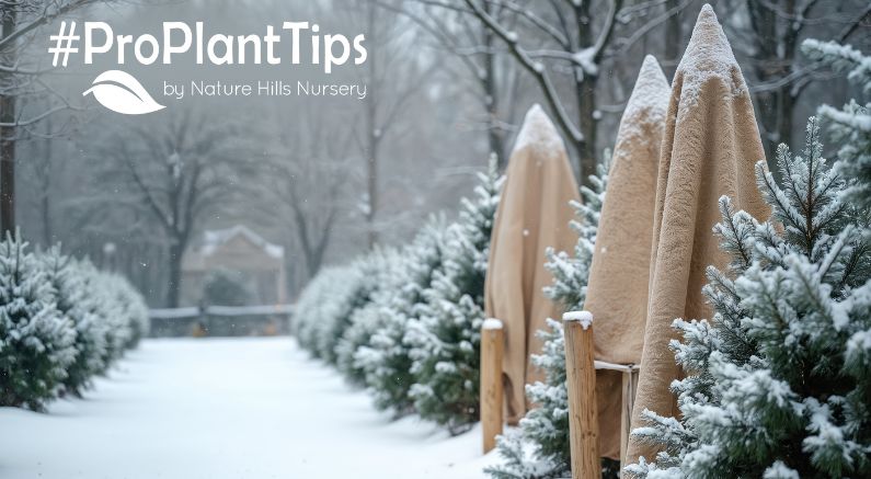 protecting evergreens and plants from wind burn and winter burn