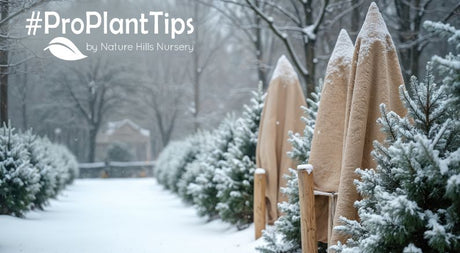 protecting evergreens and plants from wind burn and winter burn