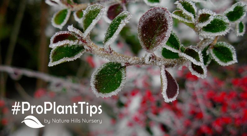 Create a Cold-Weather Garden That Wows