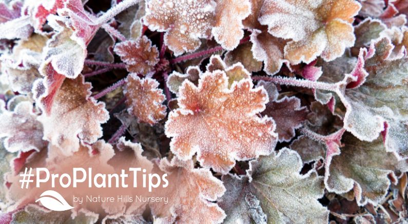 best evergreen perennials for winter interest