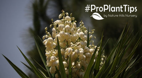 shop Yucca plants at naturehills.com