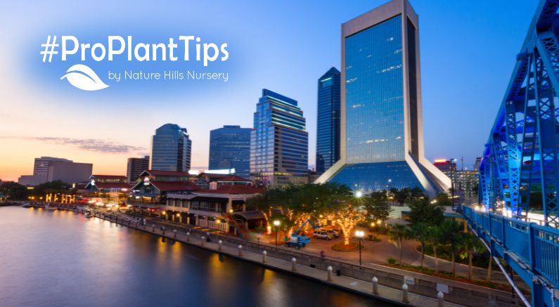 Best Plants For Jacksonville's Heat and Humidity - Nature Hills Nursery