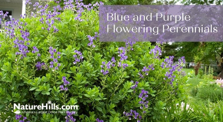 Classic Colors Blue & Purple Flowering Perennials