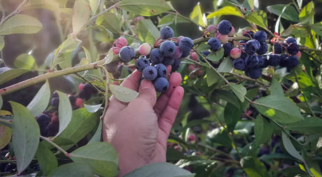 How To Grow Blueberries In Containers