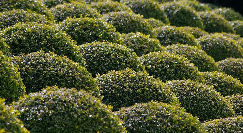 Boxwood Offer Beauty, Versatility in Any Landscape