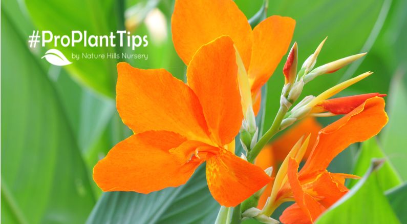 Nature Hills #ProPlantTips Canna Lily