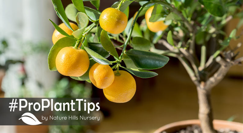 Care Tips for Citrus Trees in Pots