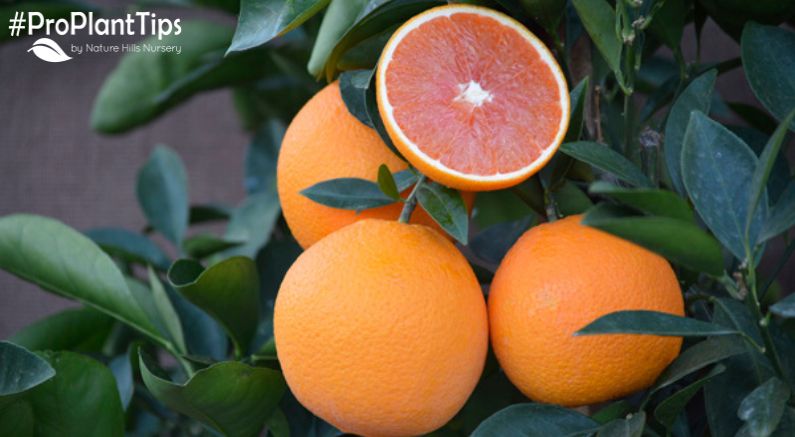 Caring for Cara Cara Navel Oranges