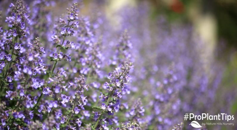 Catmint: Care Info and What to do With It