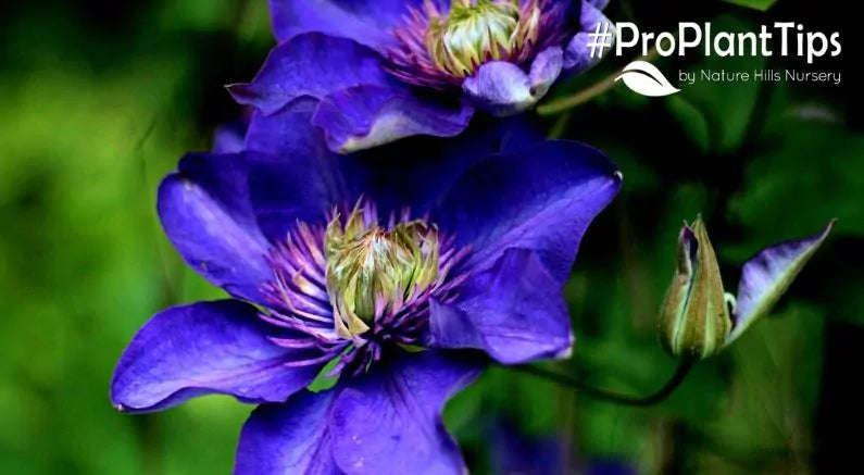 #ProPlantTips: How to Grow & Train Clematis