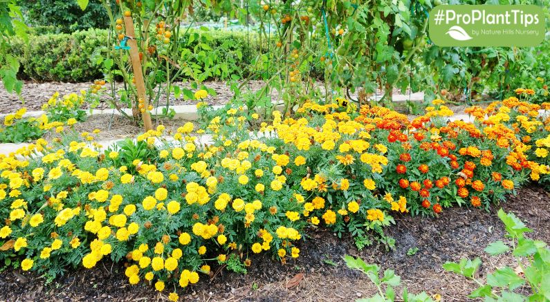 Companion Planting Beyond the Vegetable Garden