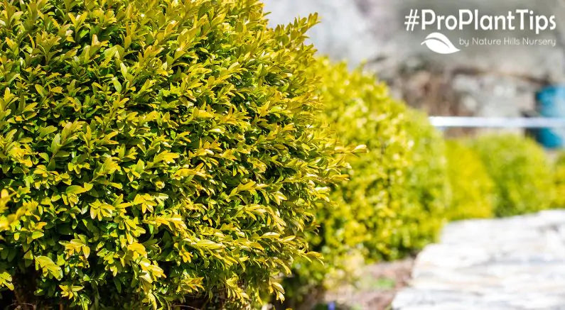 Great Shrub Alternatives for High-Maintenance Favorites!