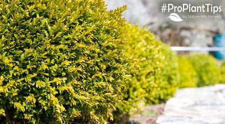 Great Shrub Alternatives for High-Maintenance Favorites!