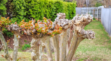 How To Prune Crape Myrtles Without Murdering Them