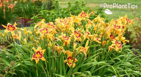 Caring For & Transplanting Daylilies!