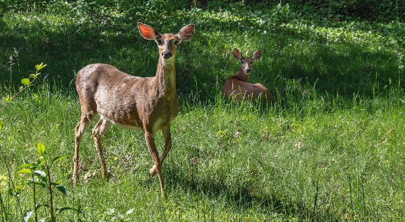 Tips & Tricks to Help Make Deer Resist Your Plants