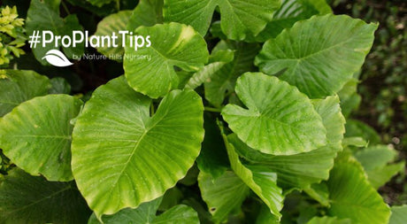 Elephant Ears #ProPlantTips