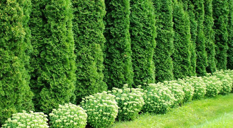 Learn More About Arborvitae, the Tree of Life