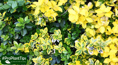 Everything You Need to Know About Growing Euonymus