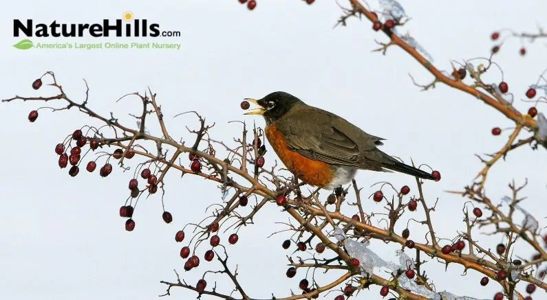 9 Great Plants for Feeding Wildlife in the Winter