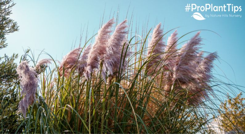 Get The Tallest Ornamental Grasses In Town!