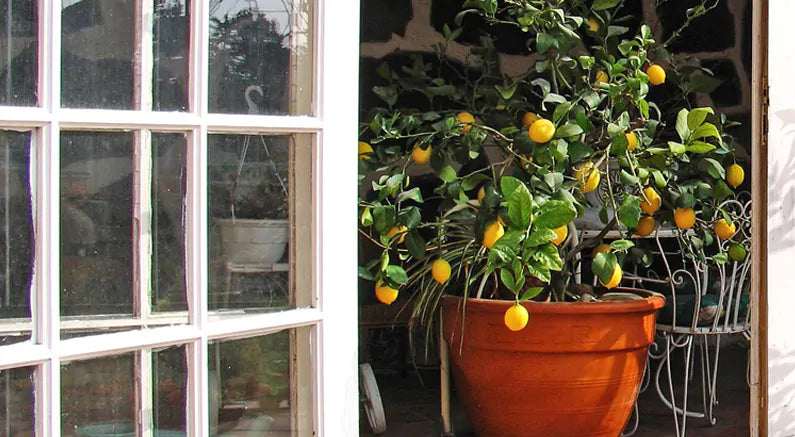 Grow Lemons in Pots: Victory Garden Selection Guide