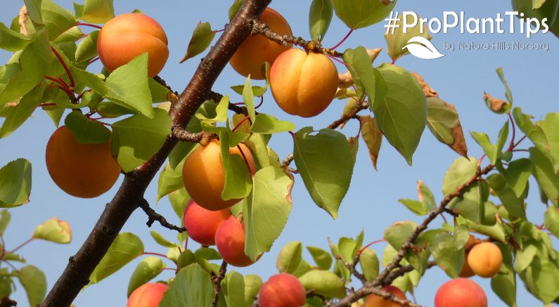 Guide to Pruning Your Apricot Tree!