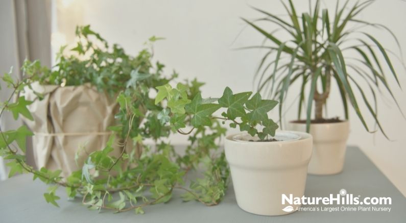 Bring the Gardening Inside With Houseplants