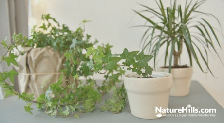 Bring the Gardening Inside With Houseplants