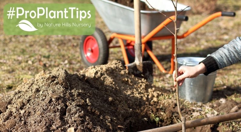 #ProPlantTips on Planting Fruit Trees