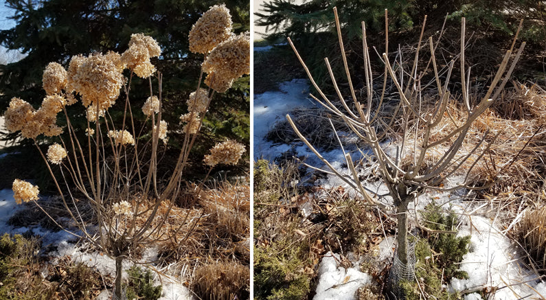 How to Prune Hydrangea Paniculata Tree Form