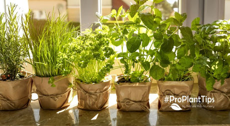 Herbs on a windowsill