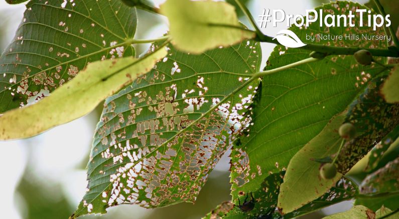 Japanese Beetle Season Has Begun