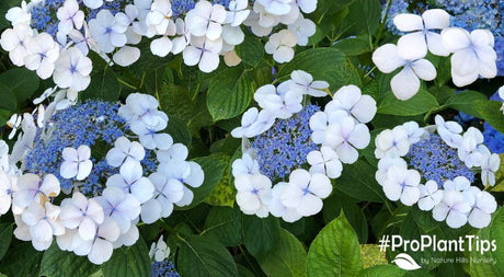 Lacecap Hydrangeas Offer Unique Blooms