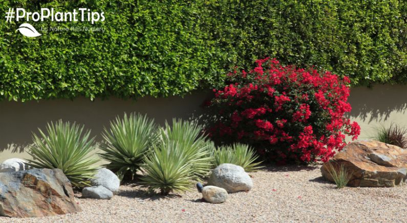 Xeriscaping: How to Create a Lush Drought-Tolerant Landscape