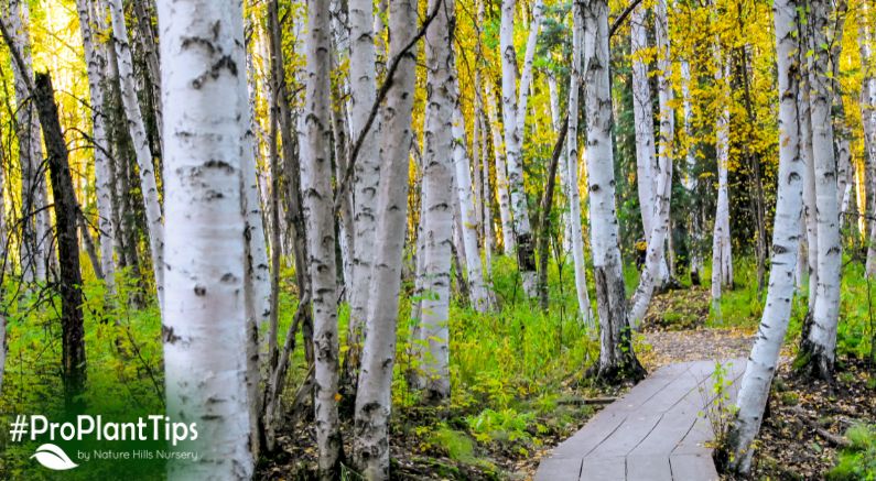 #ProPlantTips: How to Care for & Grow Birch Trees