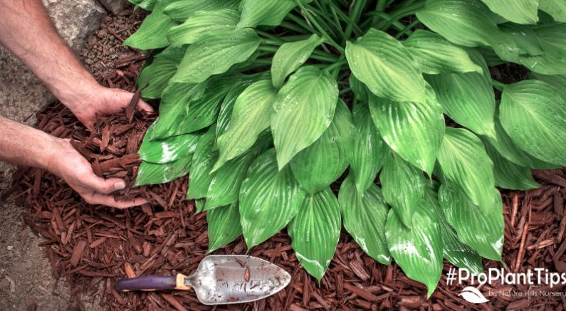 How to Keep Your Hostas Healthy and Happy!