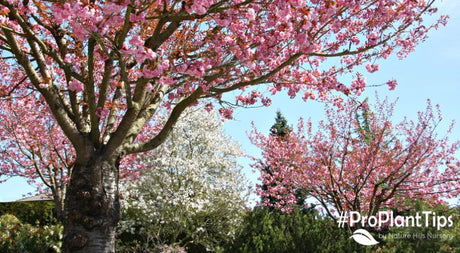 How to Prune Cherry Trees for Best Fruit Production!