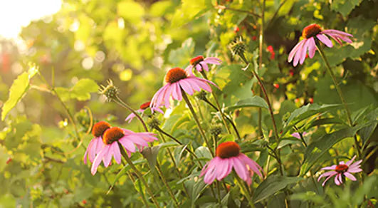 Top Trends In Using Native Plants In Front Yard Landscapes