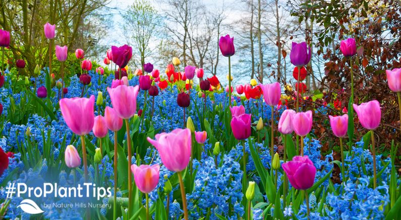 Fall Planting Bulbs Leads to Bright Spring Blooms