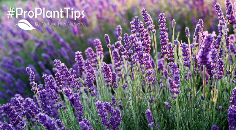 Lavender in a field